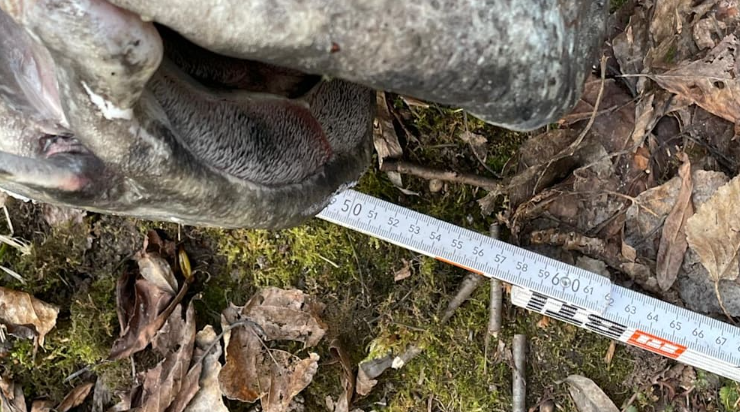 Bulduğu her şeyi yiyen dev canavar suyun dibinde yakalandı