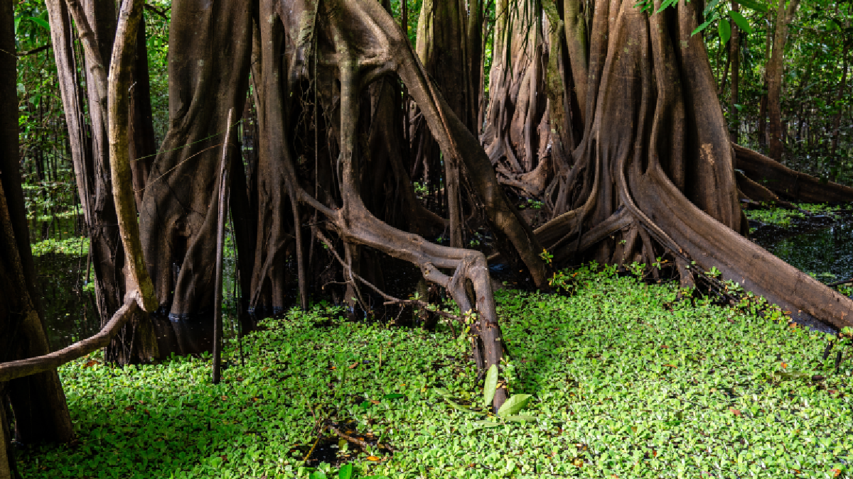 Ormanda ortaya çıkan korkunç tür: Plastk dahil her şeyi yiyor