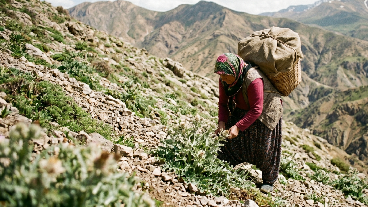 Kendiliğinden yetişiyor, kilosu 3000'e satılıyor: Yeni gelir kapısı oldu