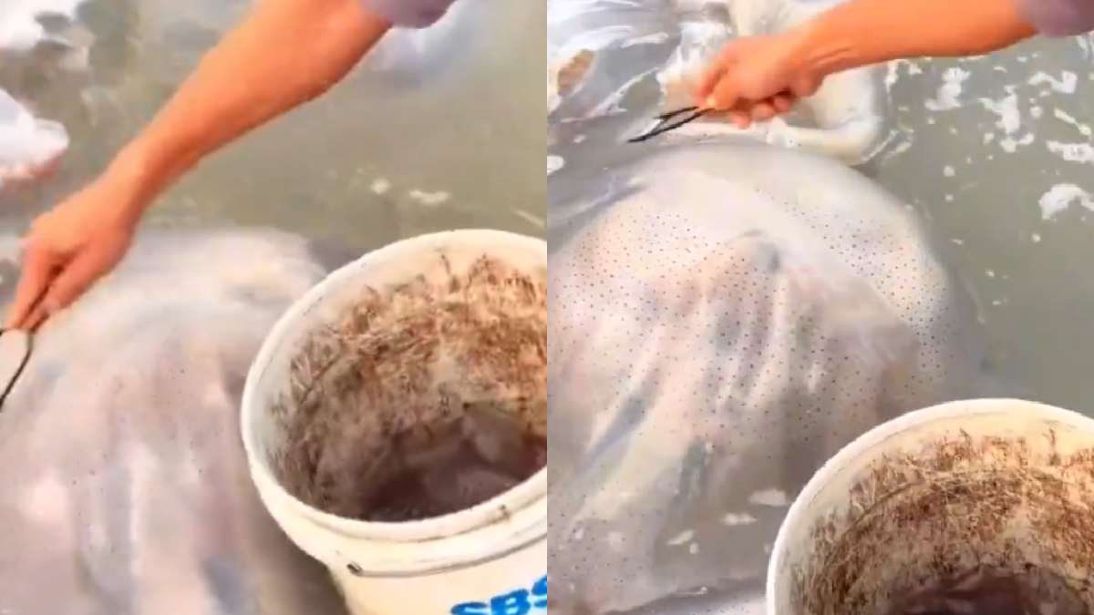 İstila kapıda derken sofraya geldi: Yemek yapıp yiyorlar