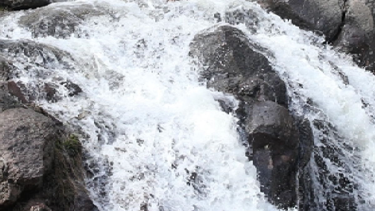 Kayserililerin hasreti bitti: Öldü sanılıyordu, yeniden doğdu