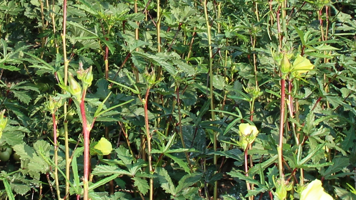 Türkler yüzüne bakmıyor ama Japonlar bu 'yeşil altını' bayıla bayıla yiyor