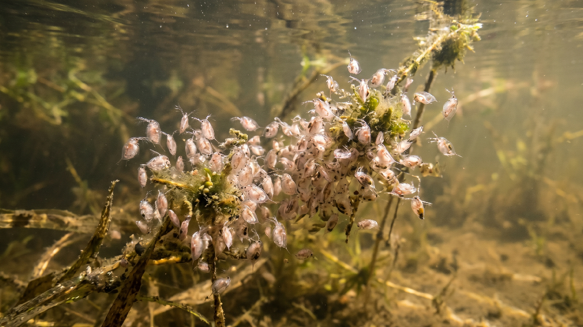 Şok keşif ortaya çıktı: Dünyadaki birçok tür yok olacak