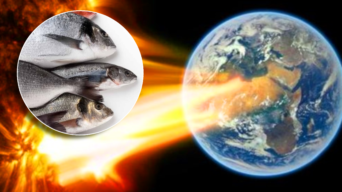 Bugün başladı, 24 saat sürecek: 'Balık yiyin' çağrısı yapıldı