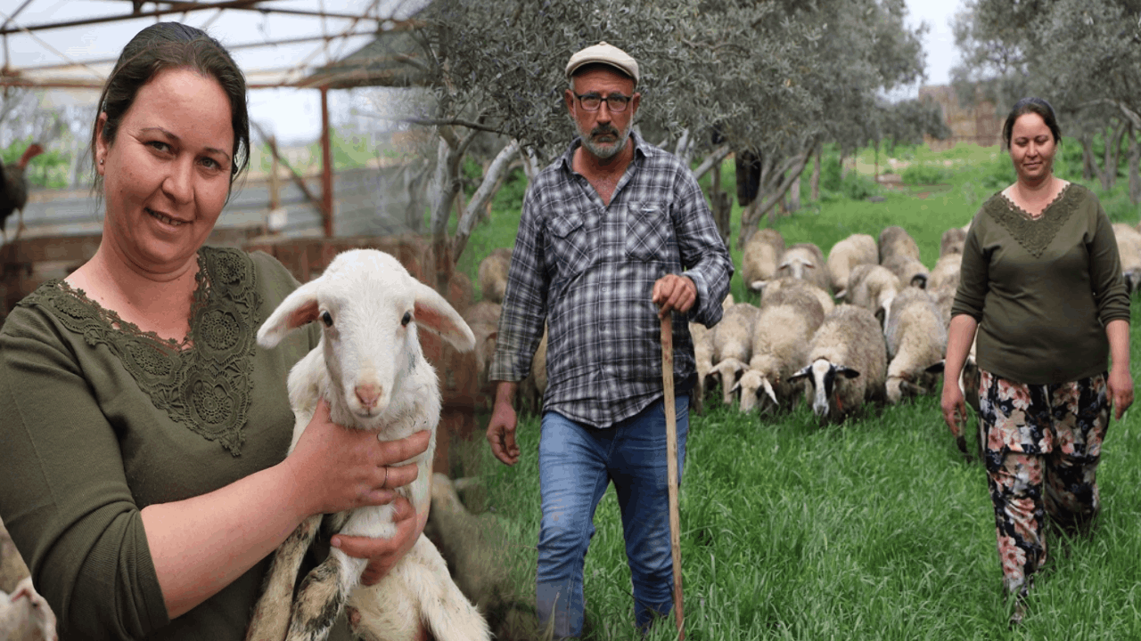 Babasının hediye ettiği kuzuyla çiftlik kurdu