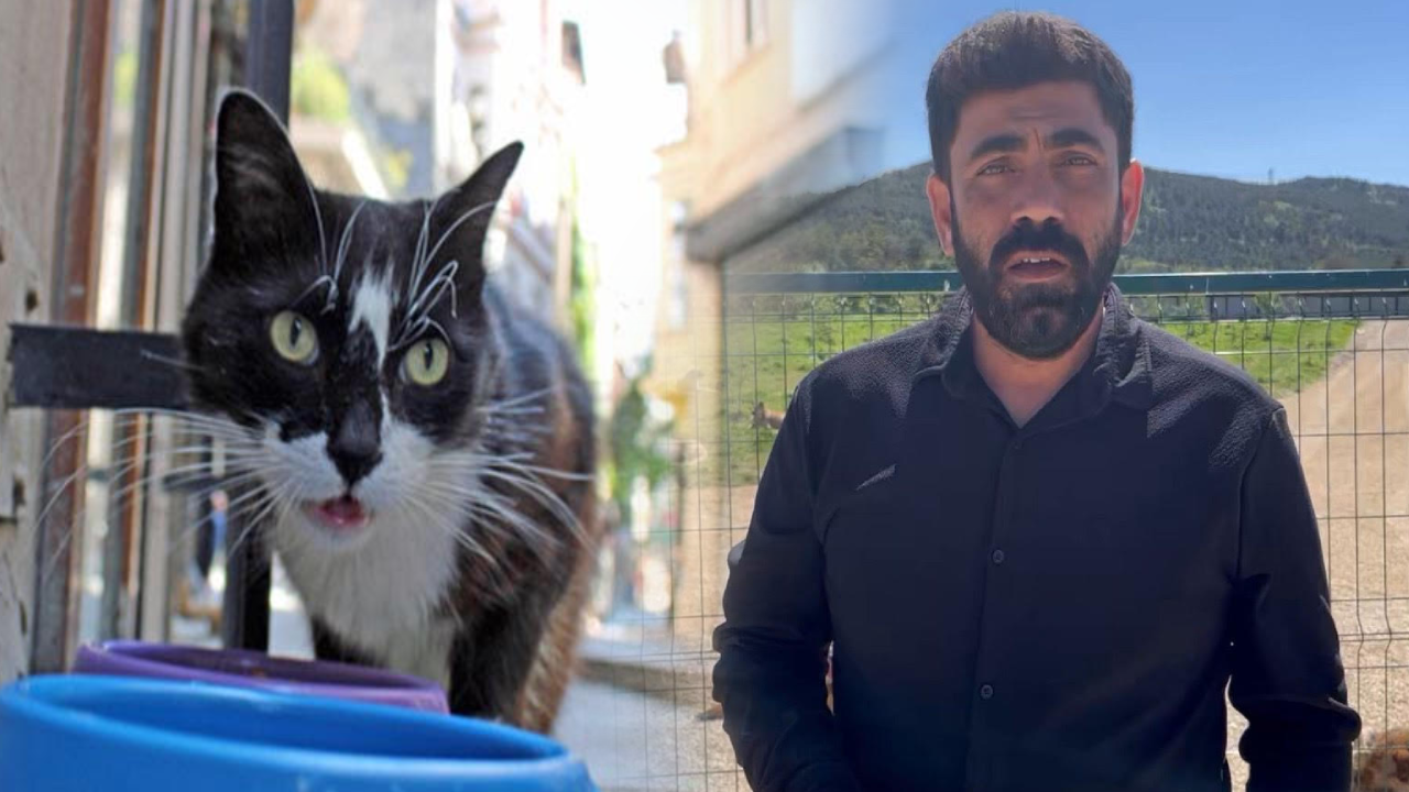 Sokak kedisini öldürmenin cezası: 5 ay hapis, o da ertelendi