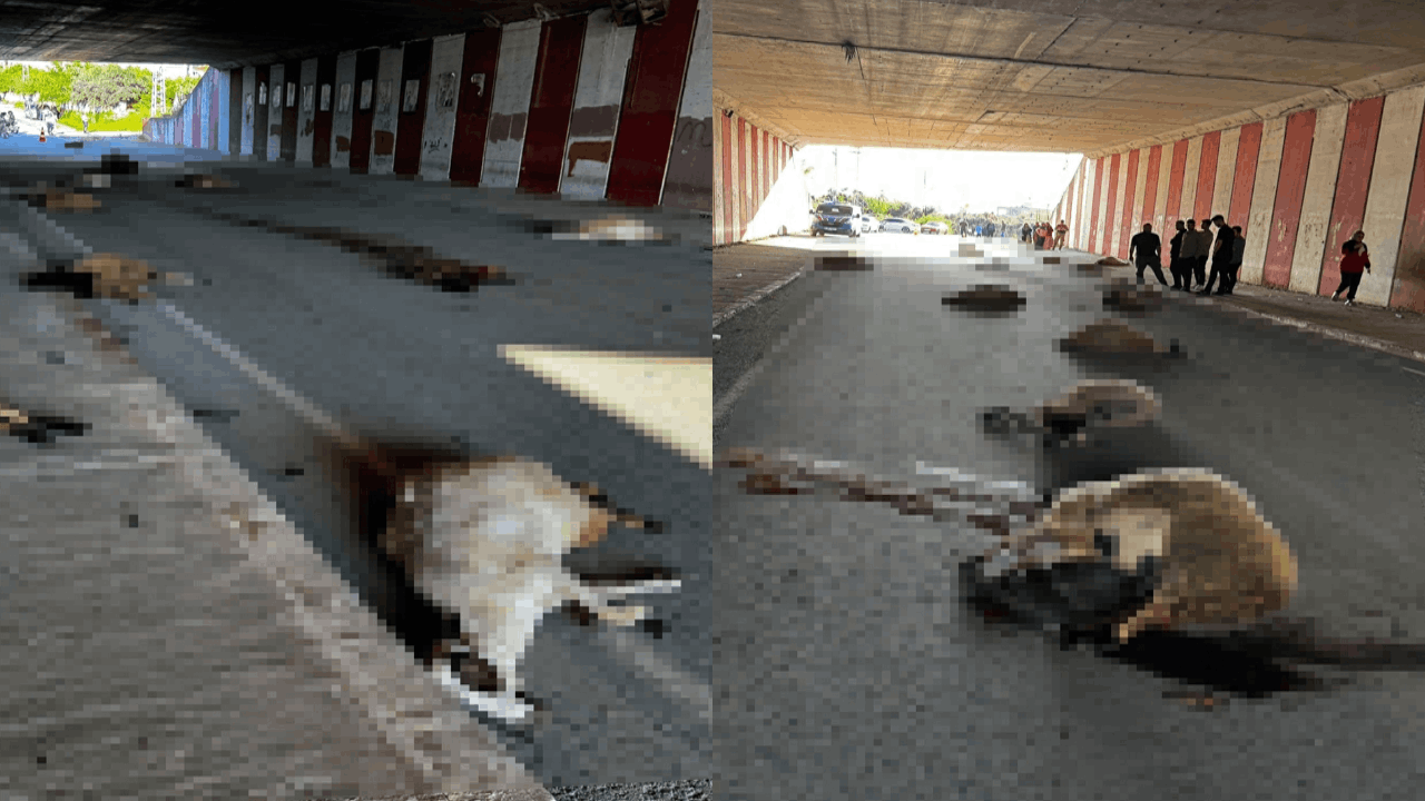 Altgeçitte korkunç manzara: 17 koyunu öldürdü!