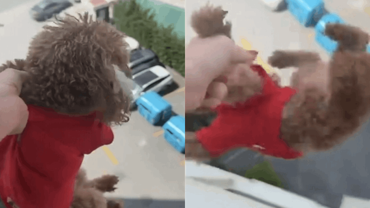 Köpeğine eziyet edip kayda aldı: 'Alkollüydüm' dedi