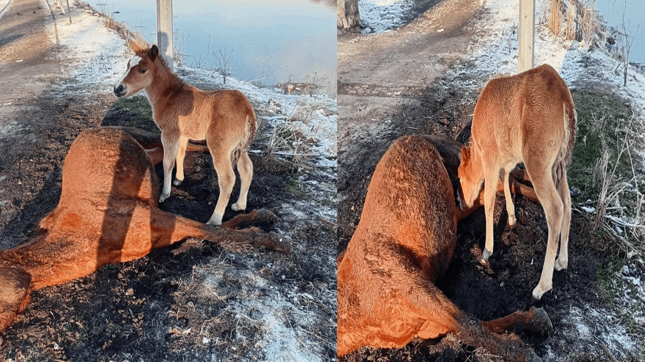 Tay, ölen annesinin başından ayrılmadı