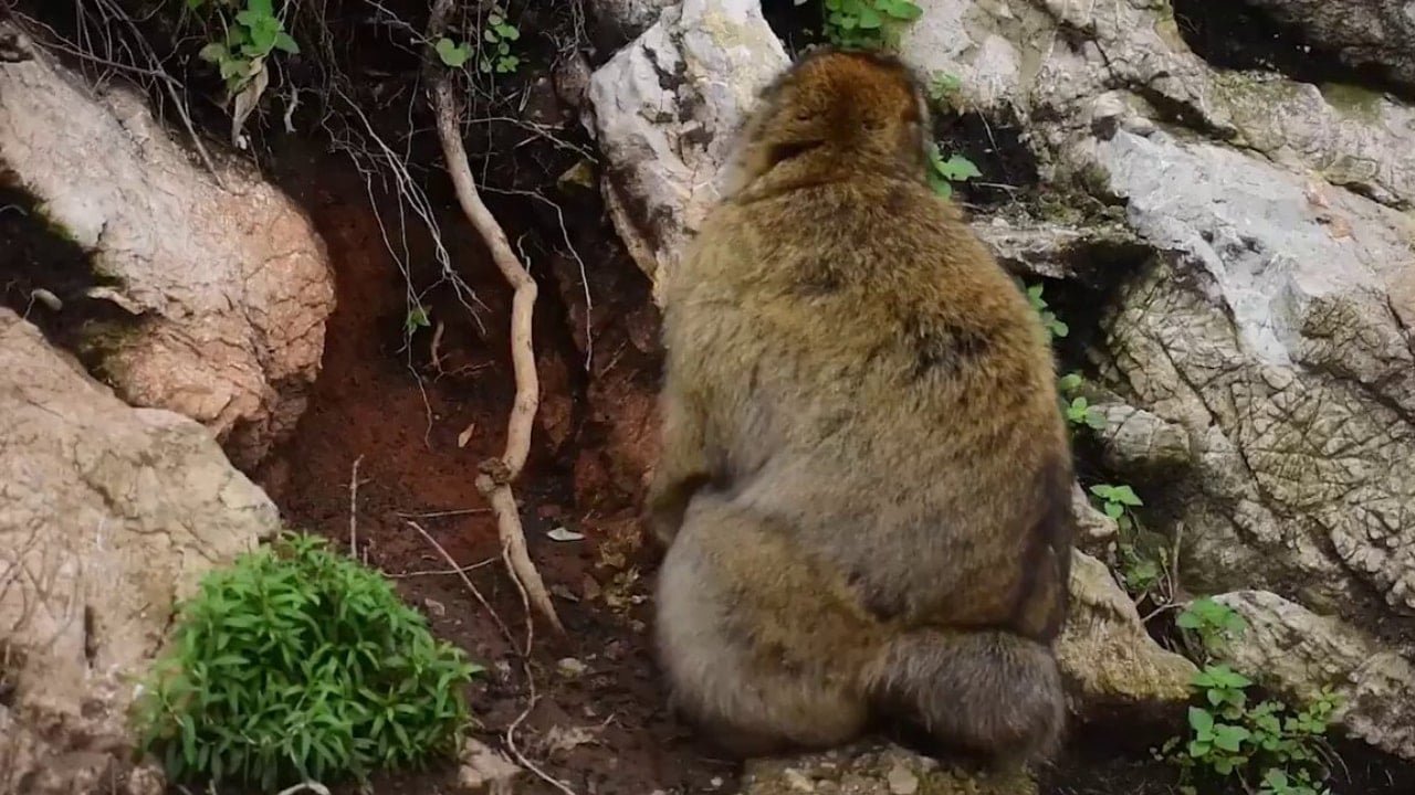 Abur cubur nedeniyle maymunlar toprak yemeye başladı