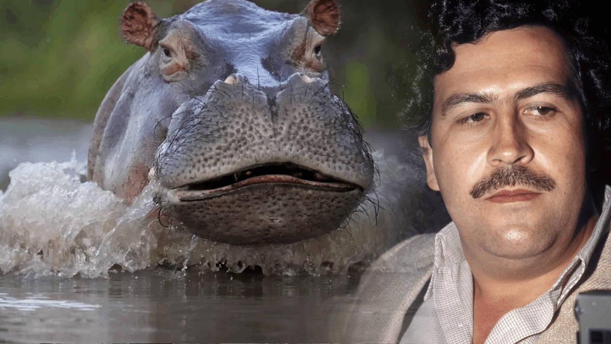 Escobar'ın su aygırlarının imdadına Hintli milyarder koştu