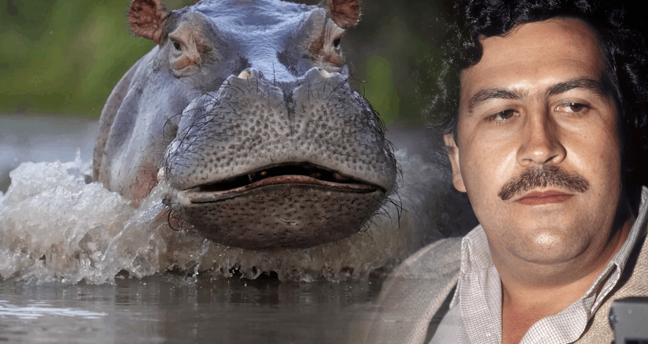 Escobar'ın su aygırlarına talip çıktı