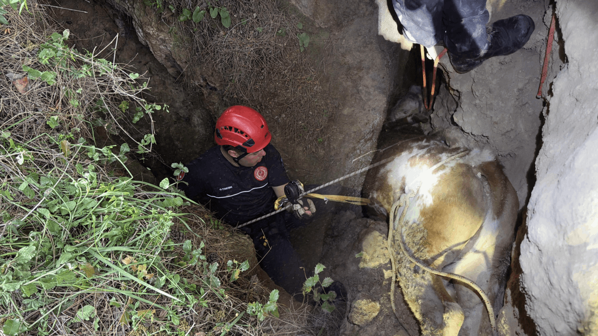 Mağarada sıkışan düve için üzücü karar