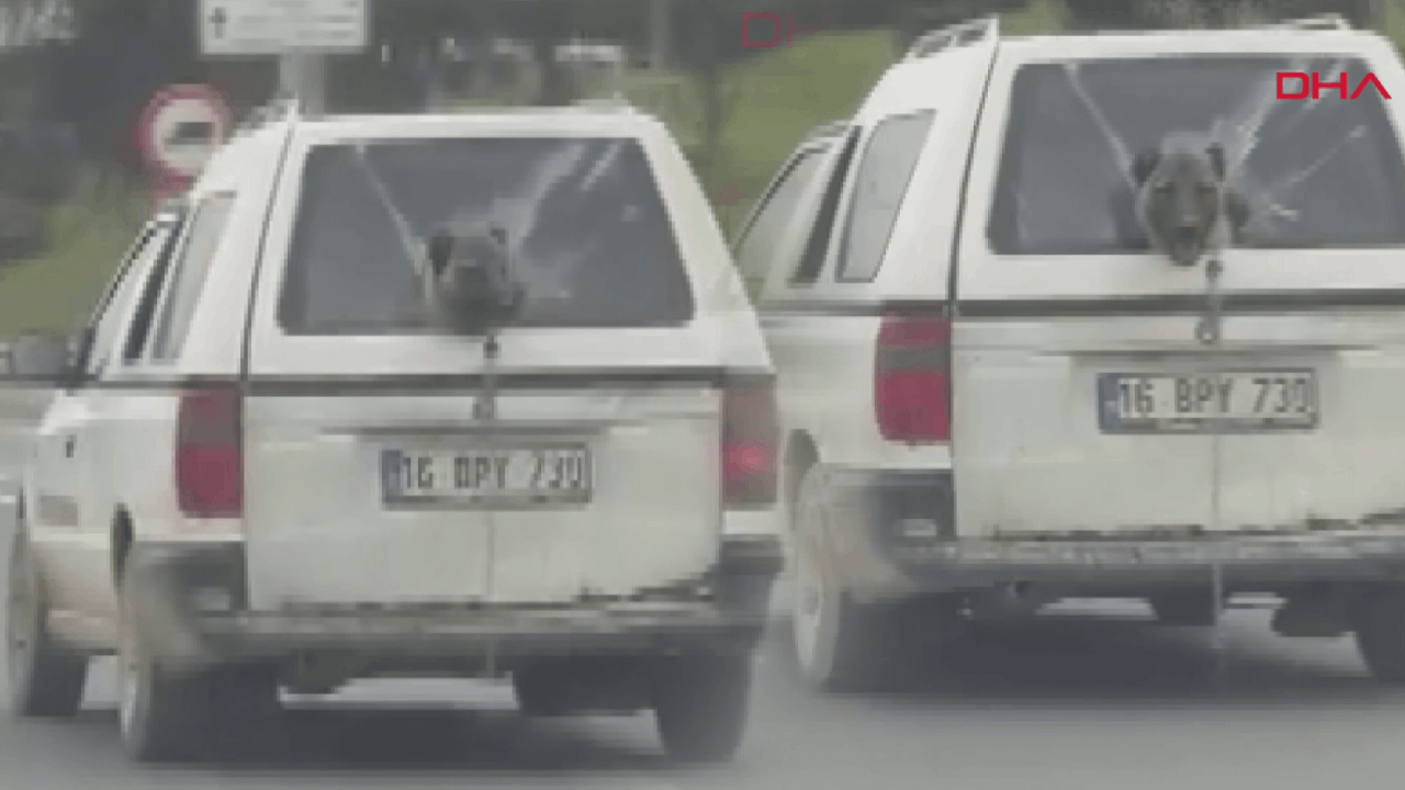 Kırık camdan etrafı izleyen köpek gülümsetti