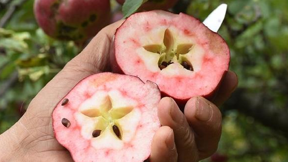 Dünyada eşi benzeri yok:  Benzersiz elma Türkiye'nin sadece bir ilçesinde yetişiyor