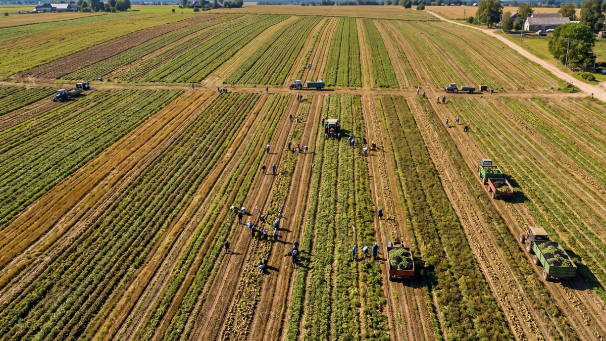 Yazın müjdecisi tarladan çıktı! İlk hasatta yüzler güldü