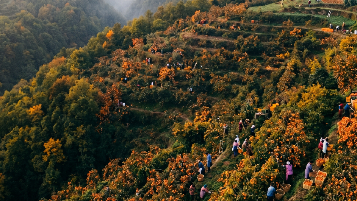 Kardeş ülke rotayı Anadolu’ya kırdı: Türkiye’nin stratejik meyvesi Azerbaycan’da yeniden doğuyor