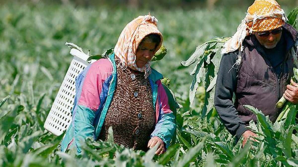 Hasadı başladı, Tanesi 400 lira: İtalya, Fransa ve Almanya sıraya girdi