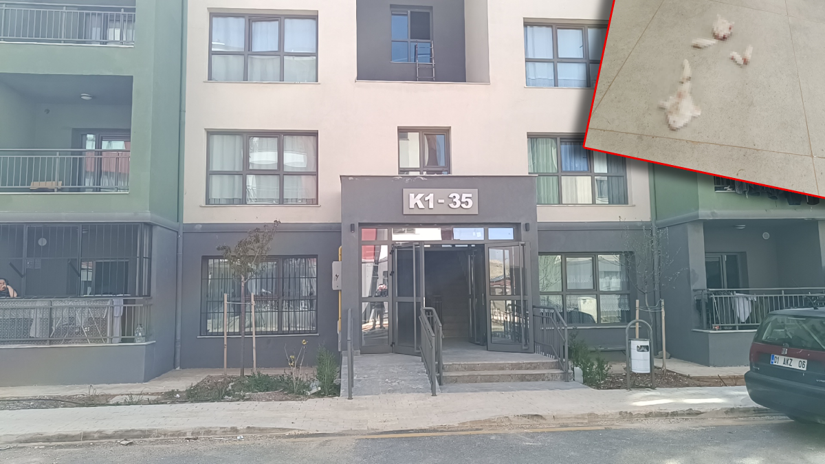 Adıyaman'da kan donduran görüntü: Yavru kediyi paramparça etmişler