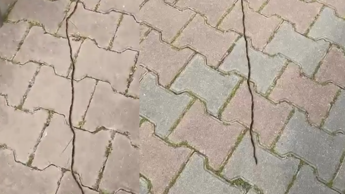 Ormandaki büyük tehlike İstanbul'a indi: Dokunanın dili çürüyor