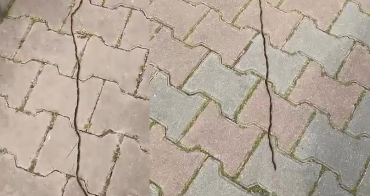 Ormandaki büyük tehlike İstanbul'a indi: Dokunanın dili çürüyor