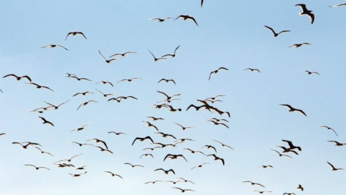 Nadir görülen pembe kuşlar geri döndü: Tek bir şey istiyorlar