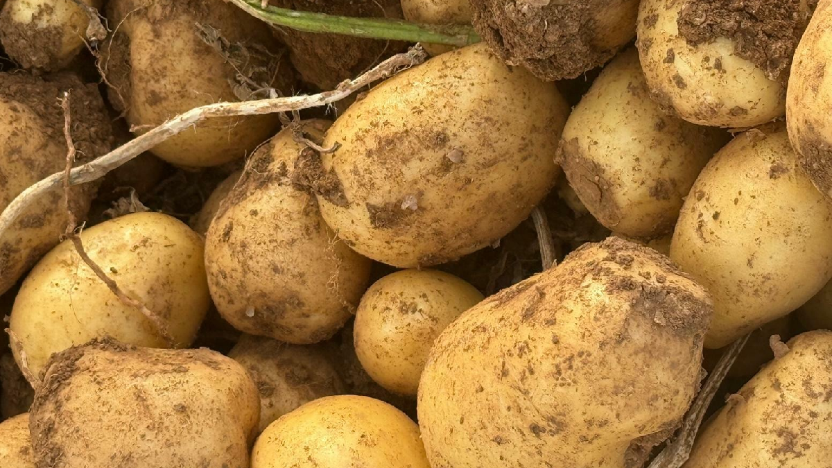 En riskli yaş açıklandı: Patates yerken iki kez düşünün