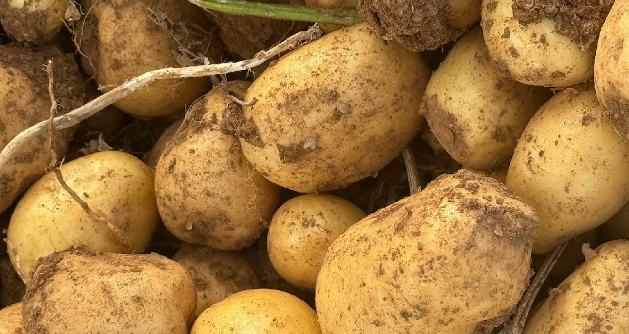 En riskli yaş açıklandı: Patates yerken iki kez düşünün