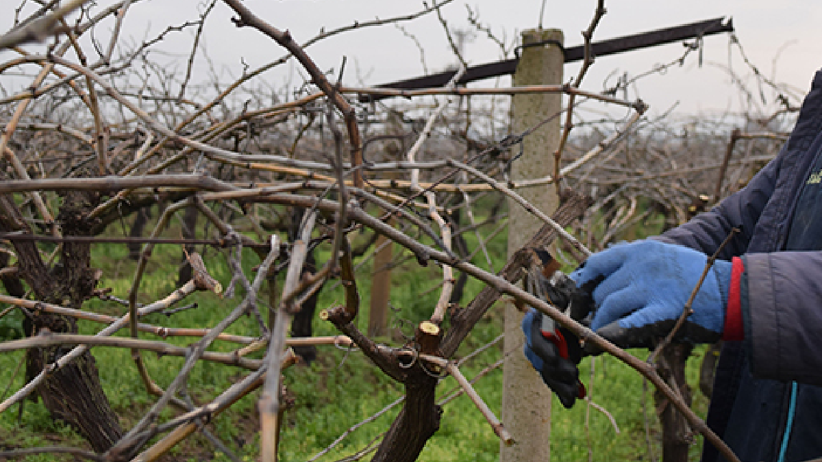 Evinin önündeki ağacı budadı, servet ödedi