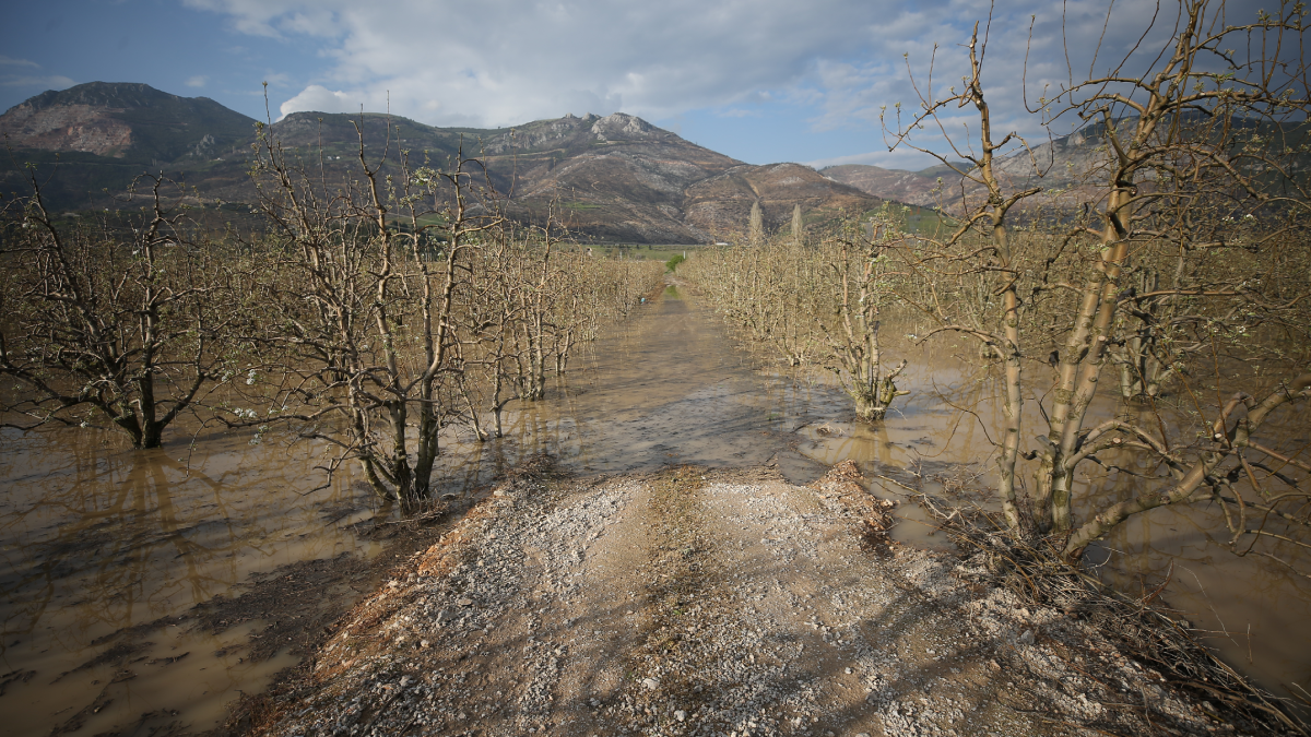 Hasadın başlamasına günler kala çiftçiler perişan oldu! 12 yıl sonra bir ilk yaşandı
