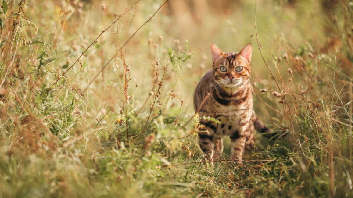 Bu adada 6 kişiyi kediler yönetiyor
