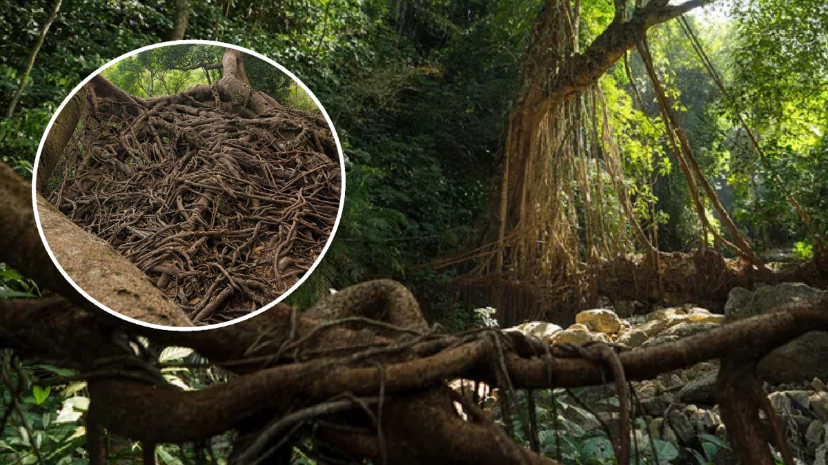 Ağaç köklerini örerek merdiven ve köprü yapıyorlar