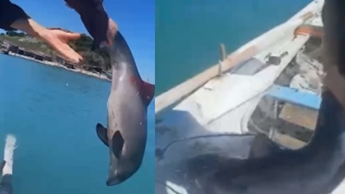 Sinoplu balıkçıların ağına takıldı: Kurtarmak için seferber oldular