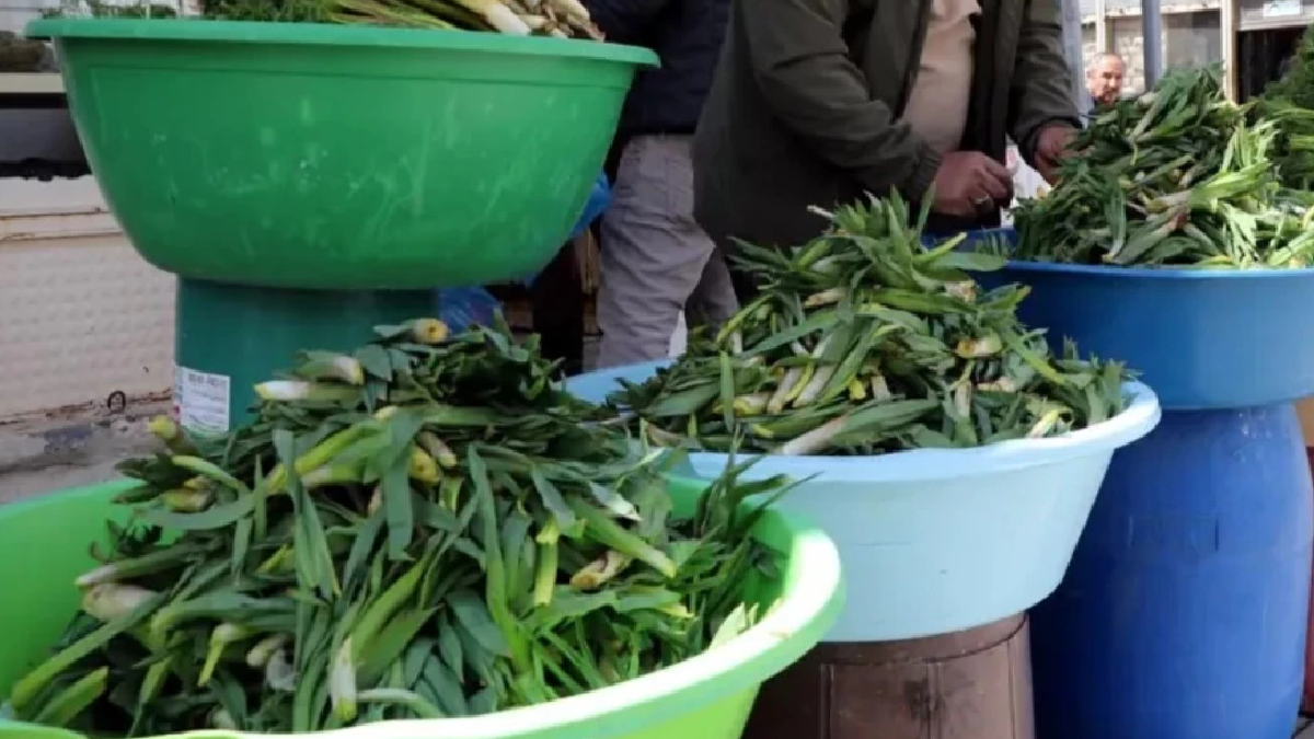 Tezgahlarda yerini aldı, kilosu 500 TL: Kapış kapış satılıyor