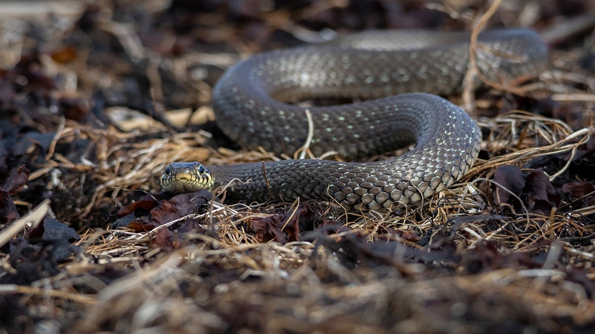 Yılanlar bu kokulardan nefret ediyor