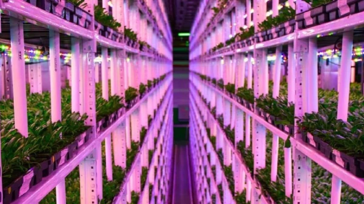 Yerin 1 kilometre altında hasat: Dünyanın en derin çiftliği kuruldu