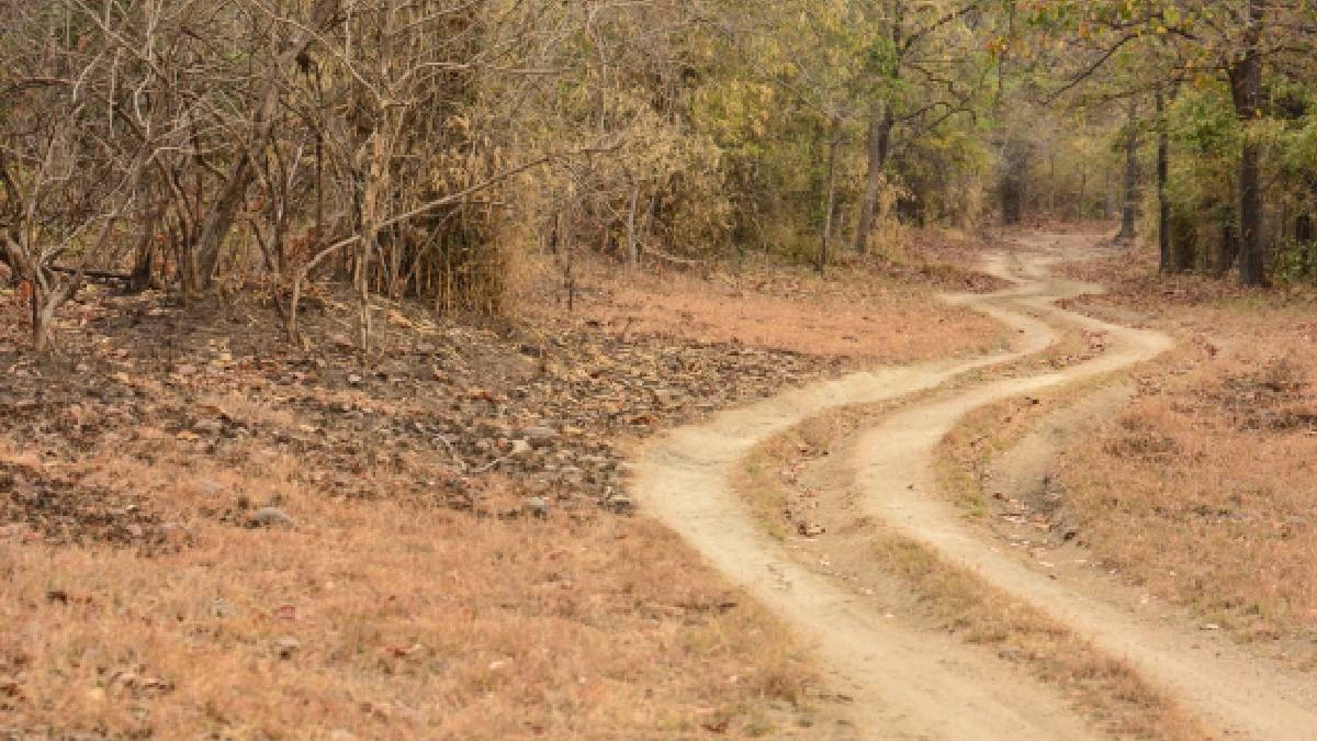 Çiftleşmek için kilometrelerce süren yola çıktılar