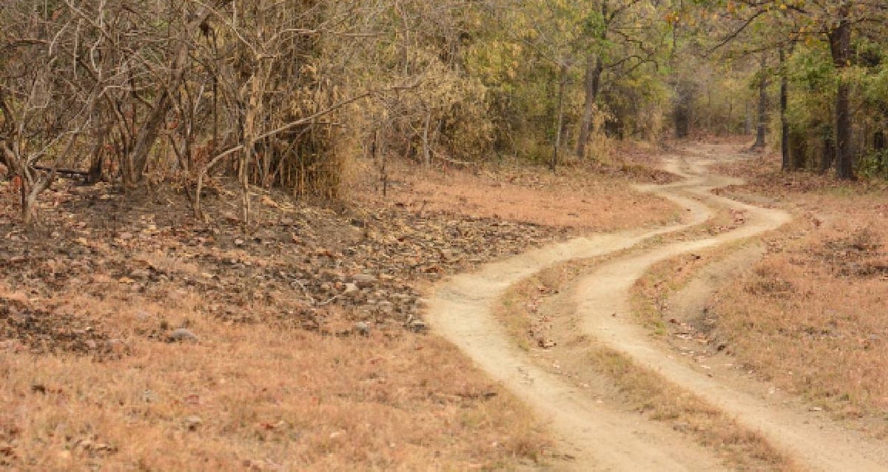 Çiftleşmek için kilometrelerce süren yola çıktılar