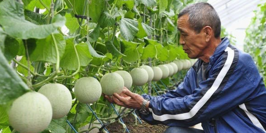 Masaj yaparak yetiştiriyorlar: Tanesi 28 bin TL'den satışa çıktı