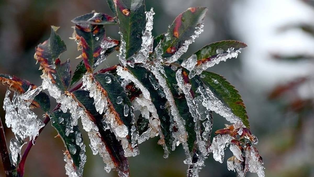 Başkenti bu gece zirai don vuracak