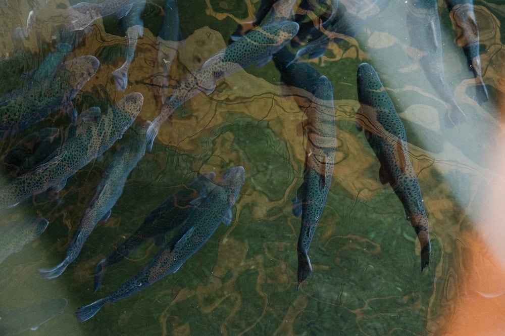 Gölün derinlerinden 'zombi balık' çıktı: Karanlıkta sessizce ilerliyor