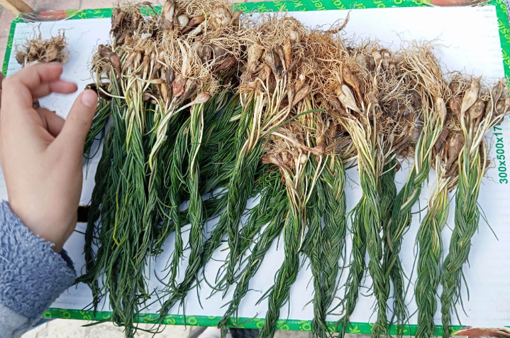 Kendiliğinden yetişen servet kapısı: Toplayan kilosunu 15 bin liradan satıyor