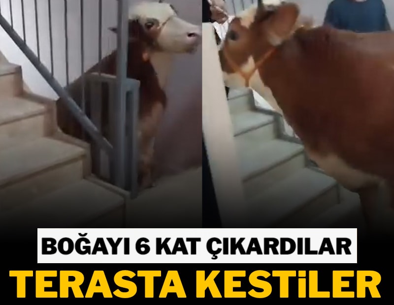 Boğayı 6 kat çıkardılar, terasta kestiler