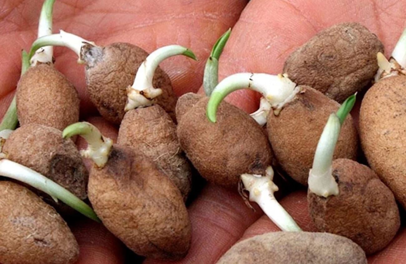 Kilo fiyatı 12 bin liraya çıktı, 55 ton hasat yapan çiftçinin bayramı erken başladı