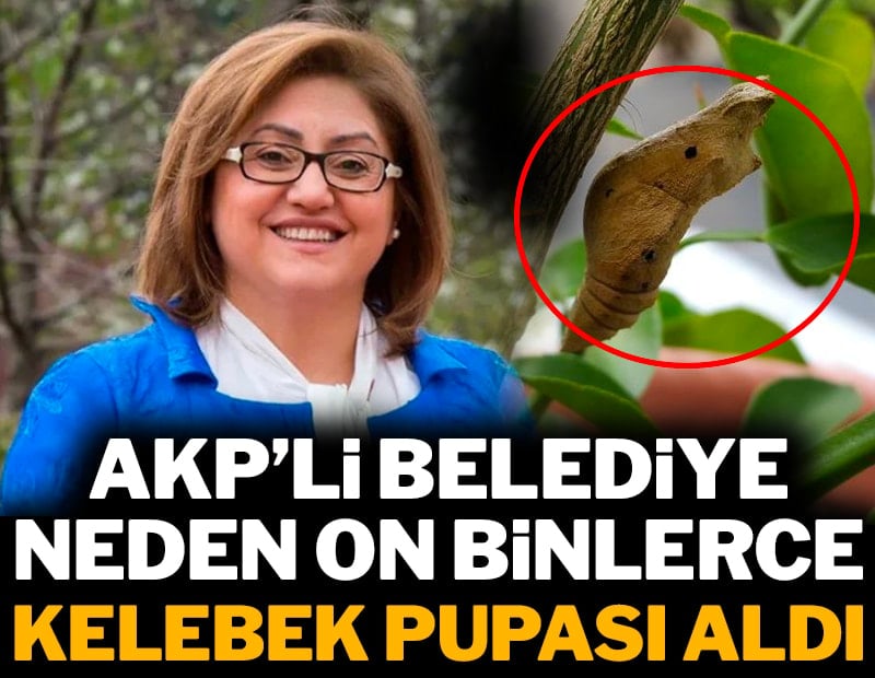 AKP’li belediye neden on binlerce kelebek pupası aldı