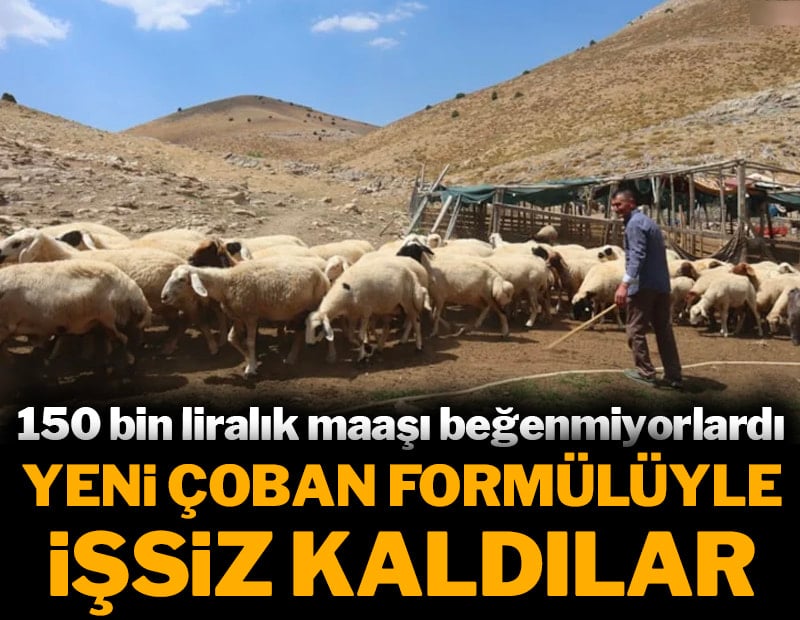 150 bin liralık maaşı beğenmiyorlardı: Yeni çoban formülüyle işsiz kaldılar 