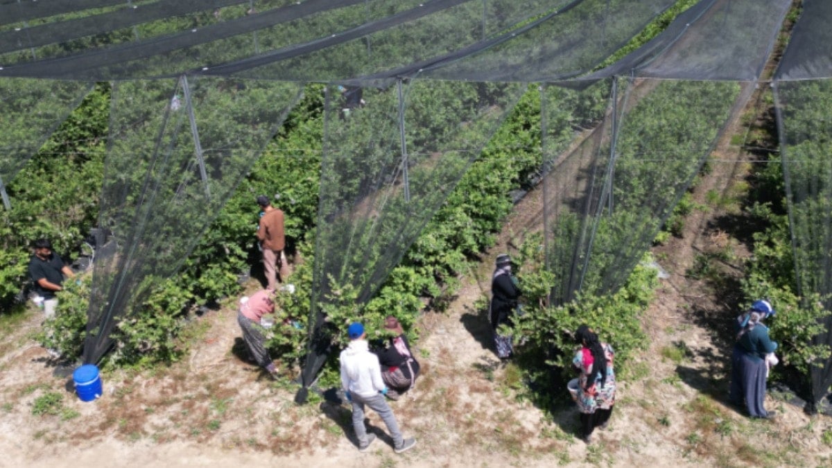 Saksıda hasat eden köşeyi dönüyor: Almanlar ve İngilizler almak için yarışıyor