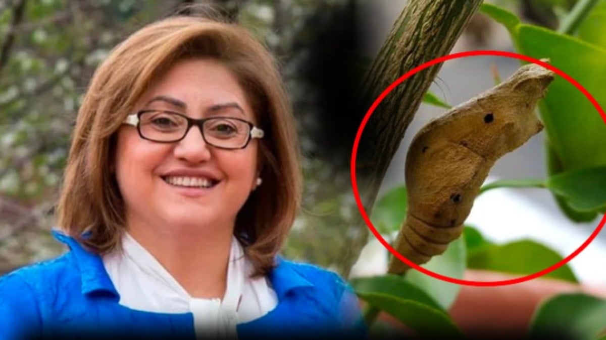 AKP’li belediye neden on binlerce kelebek pupası aldı
