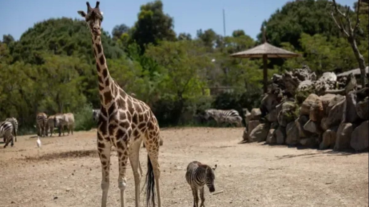 Annesini kaybeden zebra yavrusu 'Gözde’ye zürafalar sahip çıktı