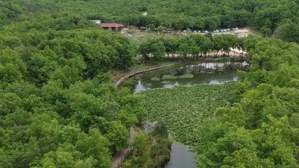 Çamurun içinde kökleniyor koparan servet ödüyor
